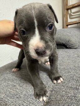 Americký stafordšírsky teriér - 3