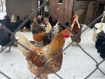 Predám mladych kohutov - 3