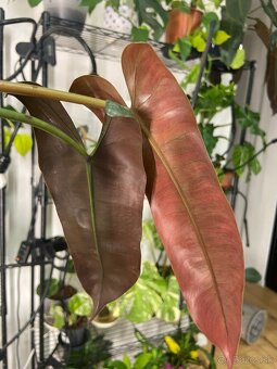 Predám rôzne izbové rastliny - 3