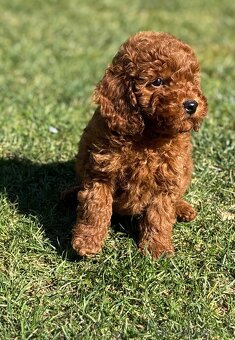 Pudel, pudlik toy / trpaslik - 3