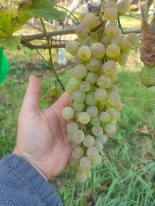 Vinič a hrozno - 3