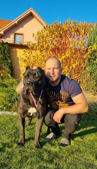 Cane corso - 3