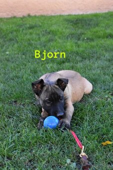 Belgický ovčiak Malinois s PP - 3