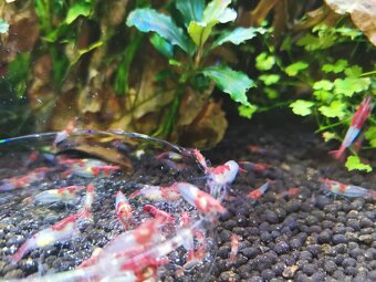 Krevetky žlté, modré, červené a rilli - 3