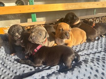 Americký stafordsirsky terier, Stafford, amstaf - 3