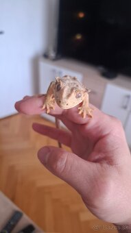 Pagekon riasnaty samček - 3