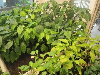 predam plantu, priesady - 3