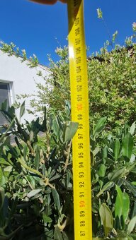Oliva europska / Olea Europea - 3