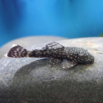Corydoras, Panciernicek, Prisavnik, Malawi, Kotulky - 3