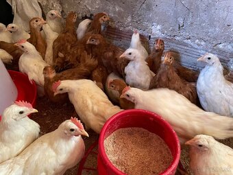 5 týždňové Leghorn biely a gazdovska hempsirka - 3