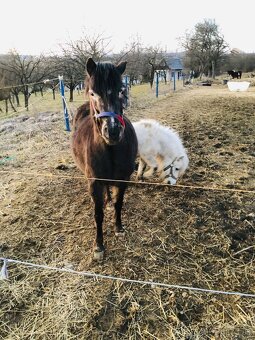 Predam pony - 3