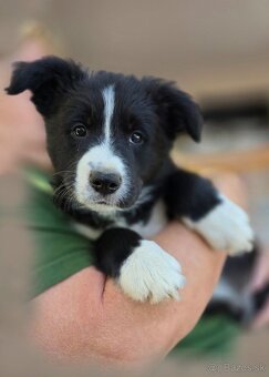Border collie/Border kólia s PP - 3