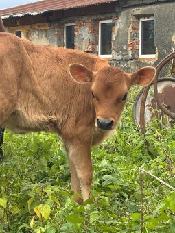 Jersey teliatko samička – takzvaná jalovička 100% A2A2 - 3