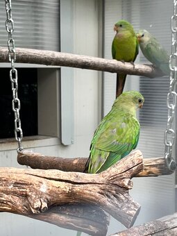 Predám Alexandre … - 3