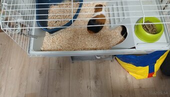 Darujem dve morčatá. - 3