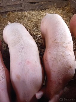 Predám prasata na zabitie - 3