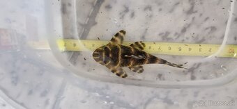 L204 panaqolus albivermis - 3