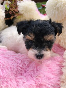 Predám Yorkshire Biwer Terrier - 3