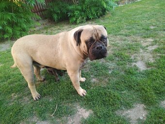 Bullmastiff - 3