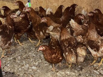 Sliepky Mládky Nosnice Lohman - 3