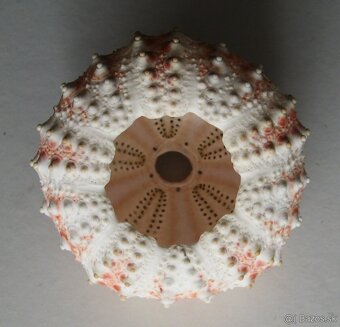 Vzácný mořský ježek - 3