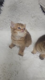 Britská cincila - 3