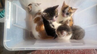 Darujem mačiatka - len do dobrých rúk - 3