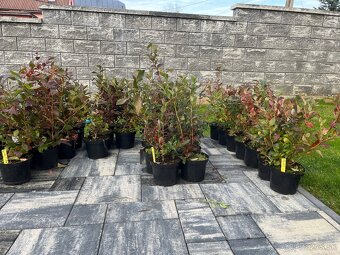 Sadenice kanadskej čučoriedky - 3