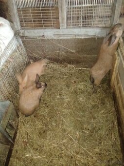 Predám krížence burgundskych králikov - 3