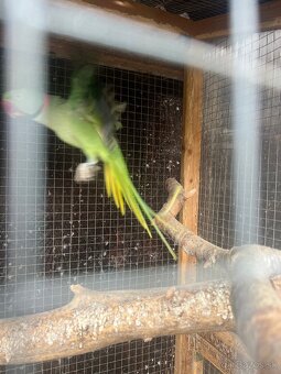 Predám samca Alexandra Veľkého - 3