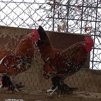 Milflérka trojfarebná - 3