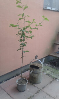 PRUNUS PADUS-májový strom - 3