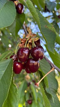 Čerešne - sedcovky - 3