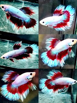 Betta Splendens - Bojovnica Pestrá. - 3