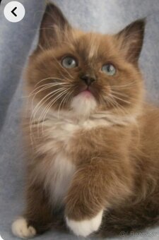 Ragdoll s PP - 3