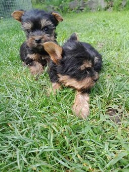 Yorkshirsky terier - mini yorky - 3