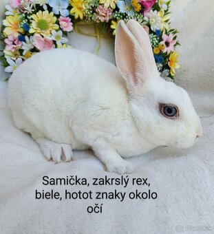Zakrslé ( zdrobnené) rexy s VP samičky - 3