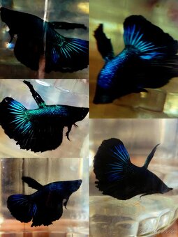 Betta Splendens - Bojovnica Pestrá. - 3