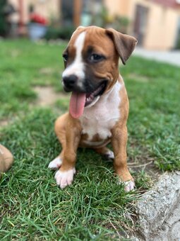 Americký stafordšírsky teriér - 3