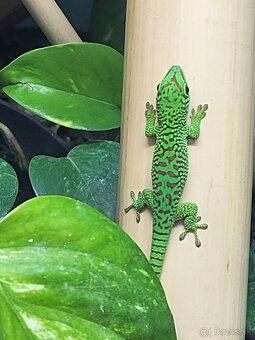 predám felzuma grandis HR - 3