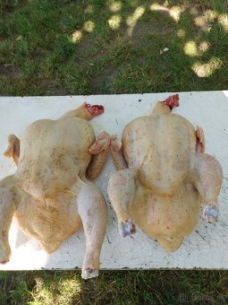 Domáce brojlerove kurence - 3