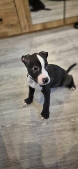 Americký Staford - 3