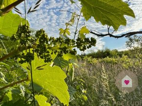 BA/RAČA - Investícia alebo pestovanie vína? Vinohrad na pred - 3