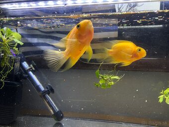 Akvarium - 30 litrov - 3