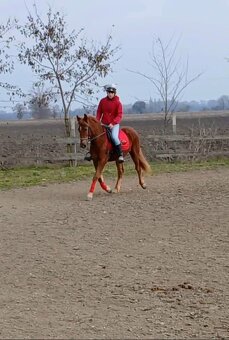 Welsh cob - 3