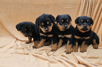 Rotvajler,rotveiler,rotvailer,rotwailer,rotweiler na predaj. - 3