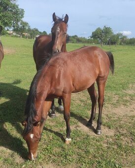 Predám valacha QH - 3