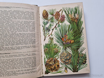 Alpská flóra 1919 - 30x barvotisková tabule alpinky atlas - 3