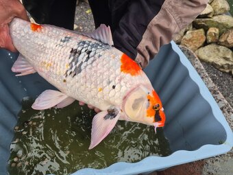Koi kapre - 3