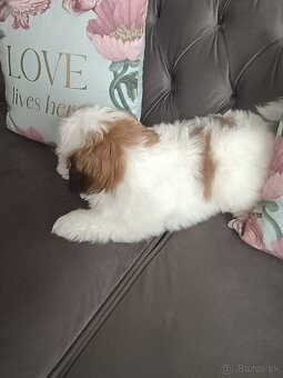 Shih tzu - 3